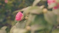 Camellia Bloom On Green Bush In Garden. Pink Camellia In Flower. Beautiful Pink Flower With Soft Petals. Royalty Free Stock Photo