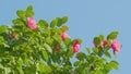 Camellia Bloom On Green Bush In Garden. Pink Camellia In Flower. Beautiful Pink Flower With Soft Petals. Rack focus. Royalty Free Stock Photo