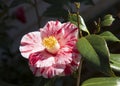 Camellia Bloom Royalty Free Stock Photo