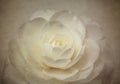 Camellia bloom with texture Royalty Free Stock Photo