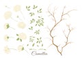 Camellia blossom tree Clip art, set of elements for design