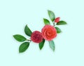 Camellia, on Blue - green background. Spring Japanese flower wi