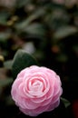 Camellia (at the bottom)