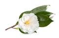 Camellia branch with flower