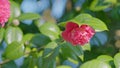 Camellia Branch With Flowers. Flower Blooming On Green Leaves Background In Sun Rays Lights. Close up.