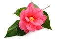 Camellia branch with pink flower