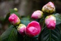 Camellia buds Royalty Free Stock Photo