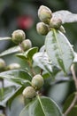 Camellia buds. sprout of a new life and plant. selective focus Royalty Free Stock Photo