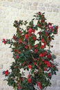 Camellia bush with red flowers on spring day against stone wall Royalty Free Stock Photo