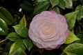 The Camellia Debutante japonica, a double pink bloom Royalty Free Stock Photo