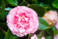 Camellia