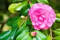 Camellia