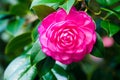 Camellia