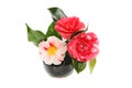 Camellia flower arrangement Royalty Free Stock Photo
