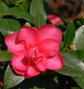 Camellia flower blooming at Ryokyan park in Kyoto, Japan