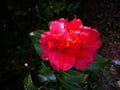 The camellia flower blossoming in the winter