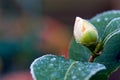 Camellia flower bud