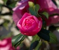 Camellia Flower Bud