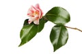 Camellia flower and foliage Royalty Free Stock Photo