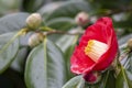 Camellia flower in the foreground and some buds about to bloom in the background out of focus, selective focus Royalty Free Stock Photo