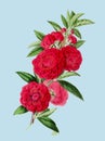 Camellia Flower illustration. Botanical digital art