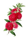 Camellia Flower illustration. Botanical digital art