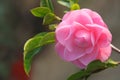 Camellia flower - Japanese rose