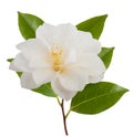 Camellia flower