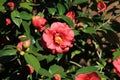 Camellia flower in Pontevedra