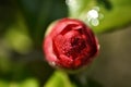 Camellia flower red alabastrum