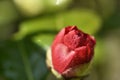 Camellia flower red alabastrum