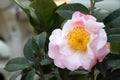 Camellia flower