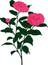 Pink Camellia flower. Vector