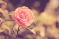 Camellia flower vintage