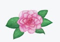 Camellia flower watercolor painting