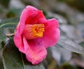 Camellia flower at the zen garden in Kyoto, Japan Royalty Free Stock Photo