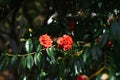 Camellia flowers on a Bush in spring Royalty Free Stock Photo