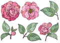 Camellia flowers set. Camellia and rose flower collection.