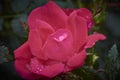 Camellia in full bloom & petals sprinkled with raindrops. Royalty Free Stock Photo