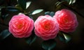 A beautiful photograph of Camellia flower Royalty Free Stock Photo