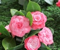 Camellias were cultivated in the gardens of China and Japan for centuries before they were seen in Europe.