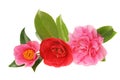 Camellia group Royalty Free Stock Photo