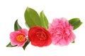 Camellia group