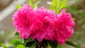 Camellia hiemalis flower Royalty Free Stock Photo