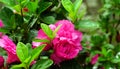 Camellia hiemalis flower Royalty Free Stock Photo