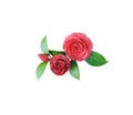 Camellia, isolated on white background. Spring Japanese flower w