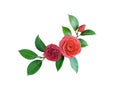 Camellia, isolated on white background. Spring Japanese flower w