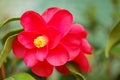 Camellia japonica Royalty Free Stock Photo