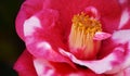 Camellia japonica Royalty Free Stock Photo