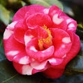 Camellia japonica Royalty Free Stock Photo